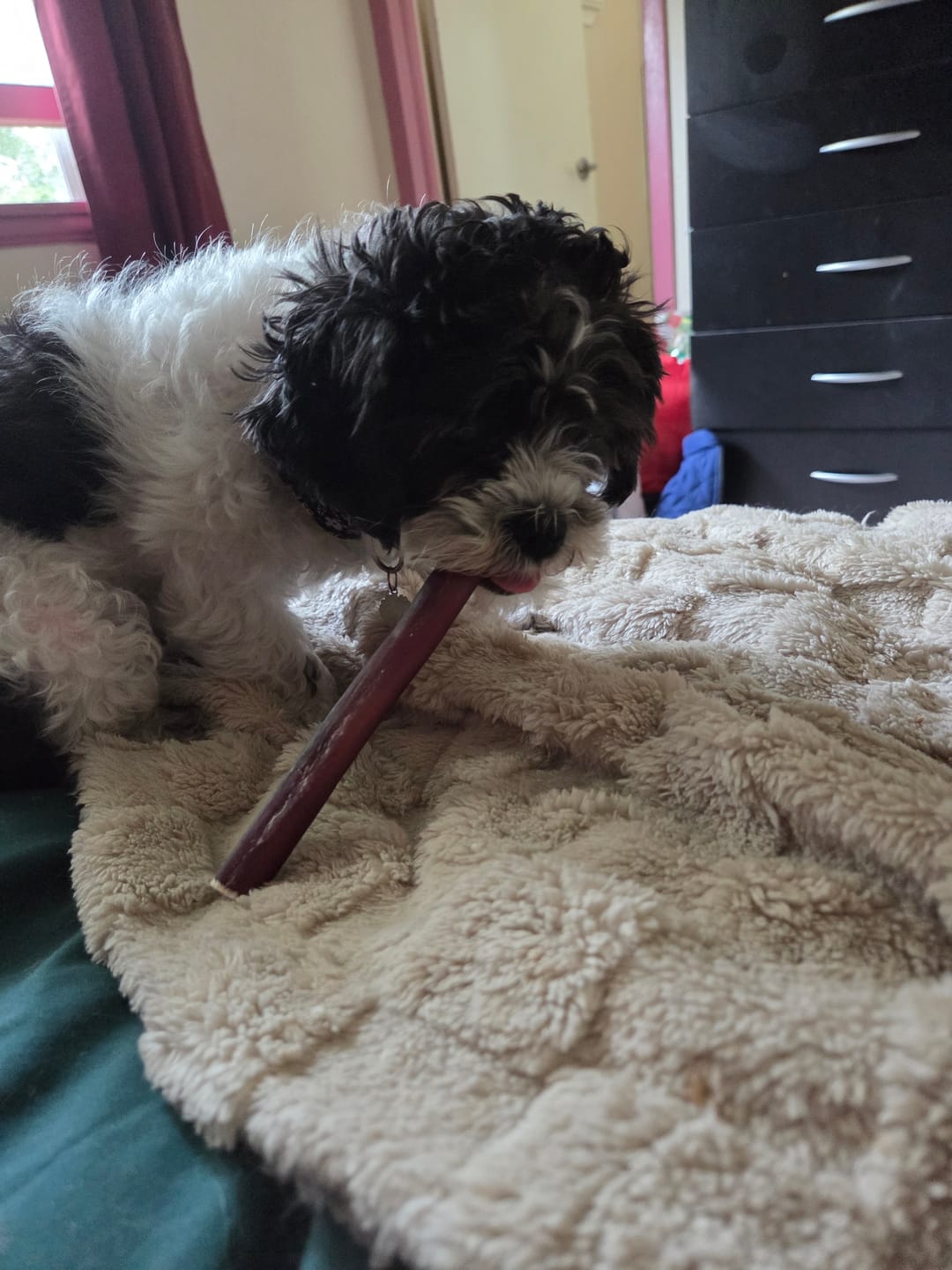 Customer photo review of 5-6 Inch Collagen Stick