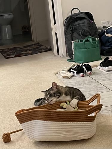 Customer's cat resting inside the brown and white Instinct Basket on a carpeted floor.