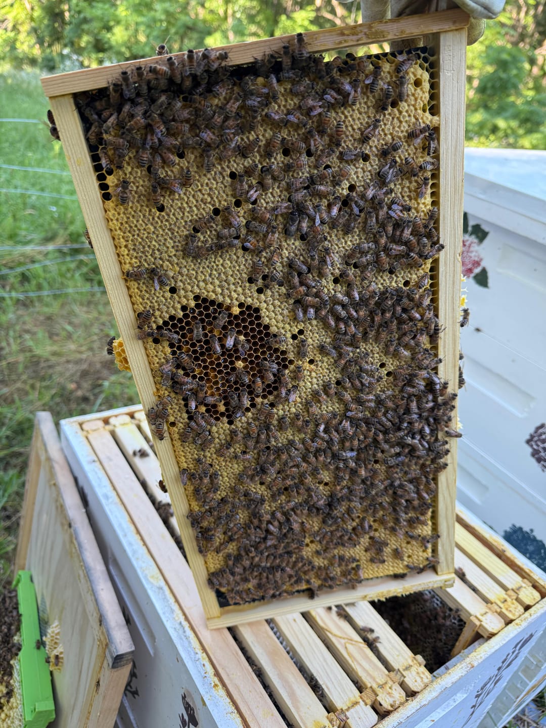 Customer photo review of Wooden Bee Frames Pre-Assembled with Acorn Foundation