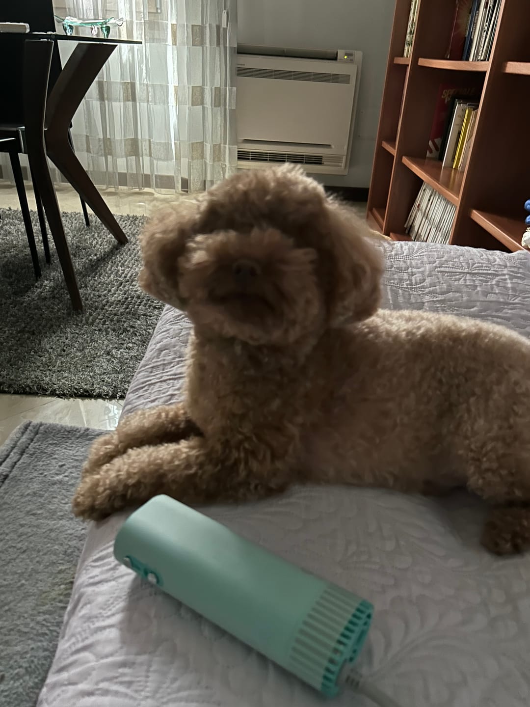 Customer photo review of AnimArtì MAMAPÙ Phon per Cani - Asciugatura a Mani Libere con Supporto da Collo - 1400W
