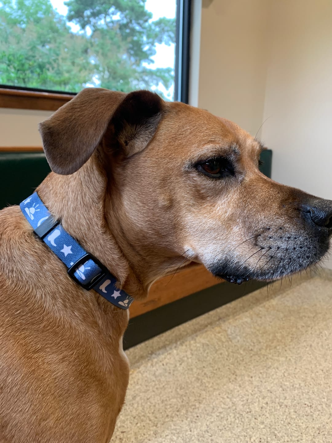 Customer photo review of Cowboy Dog Collar