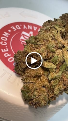Customer video review of THC-A 31% Flower Gary Payton