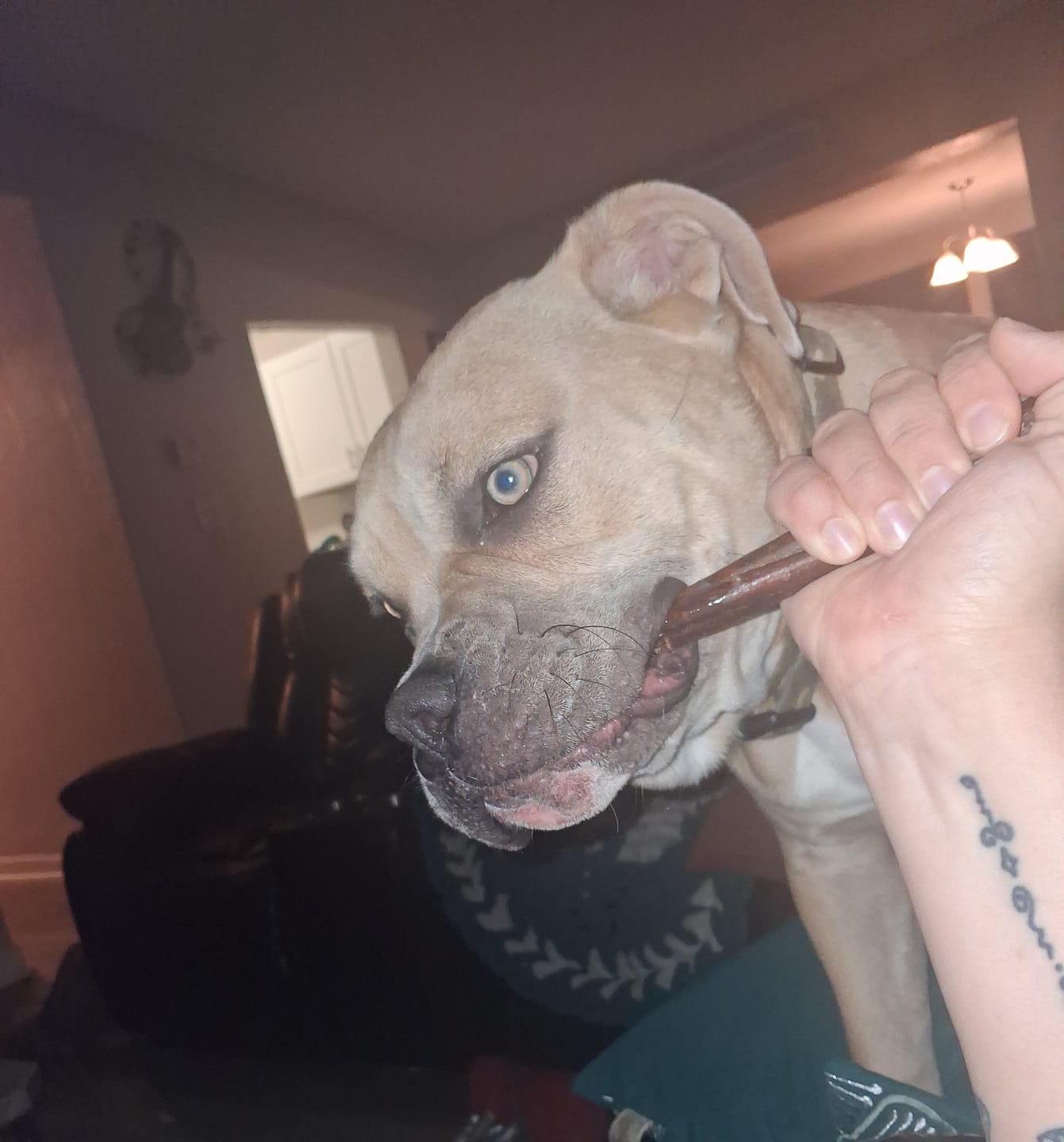 Customer photo review of 6 Inch Jumbo Bully Stick