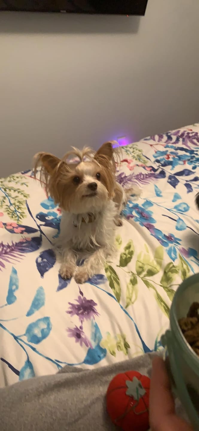 Customer photo review of Fórmula Veterinaria Natural para Eliminar Hongos en Perros