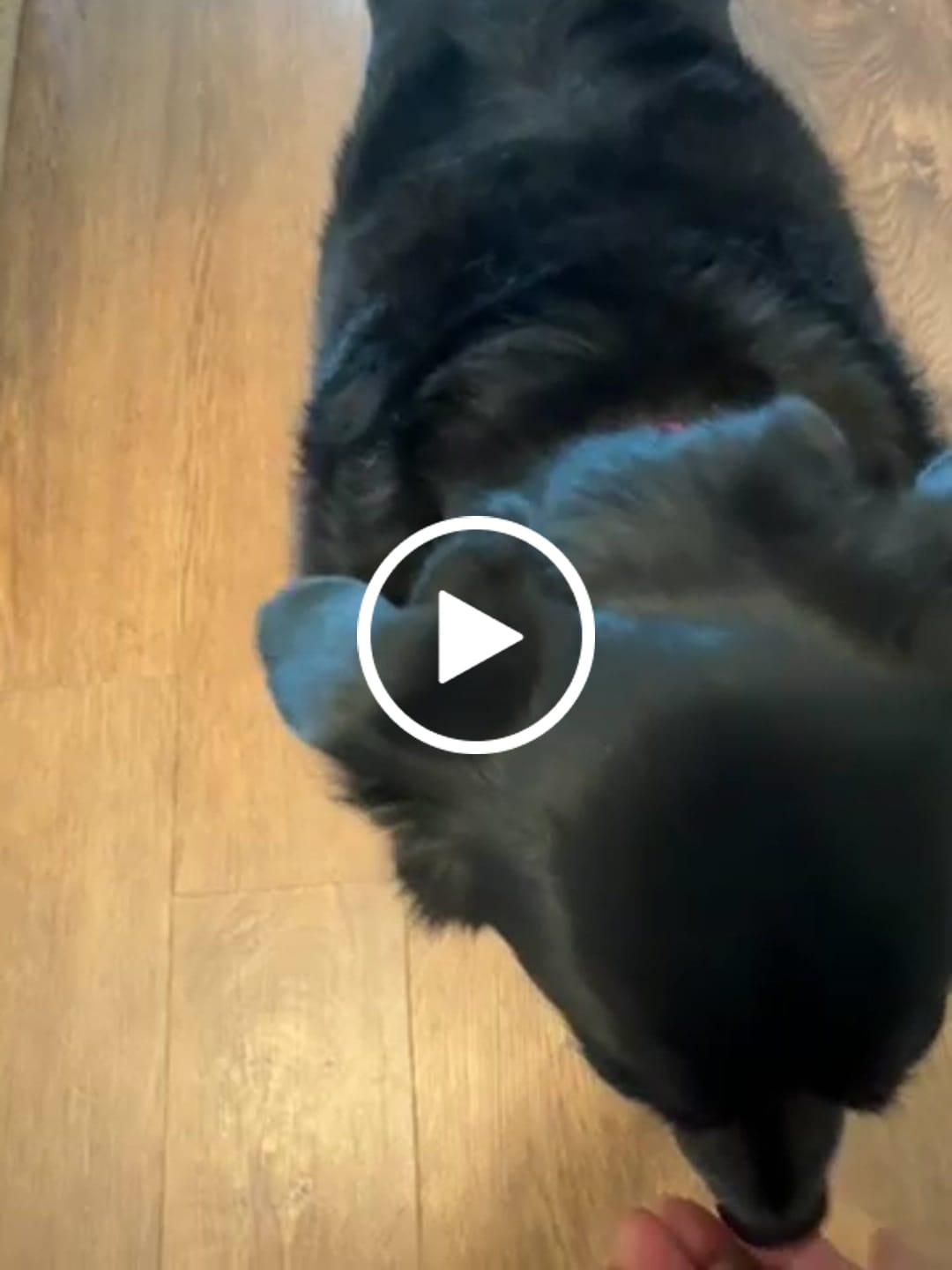 Customer video review of Mobility & Joint Health Chews Supplement for Dogs