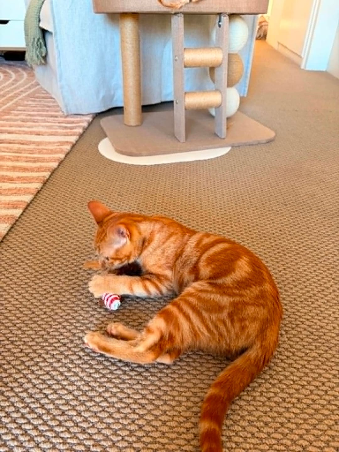 Customer photo review of Wooden Cat Stick And Toys Kit With 7 Pieces