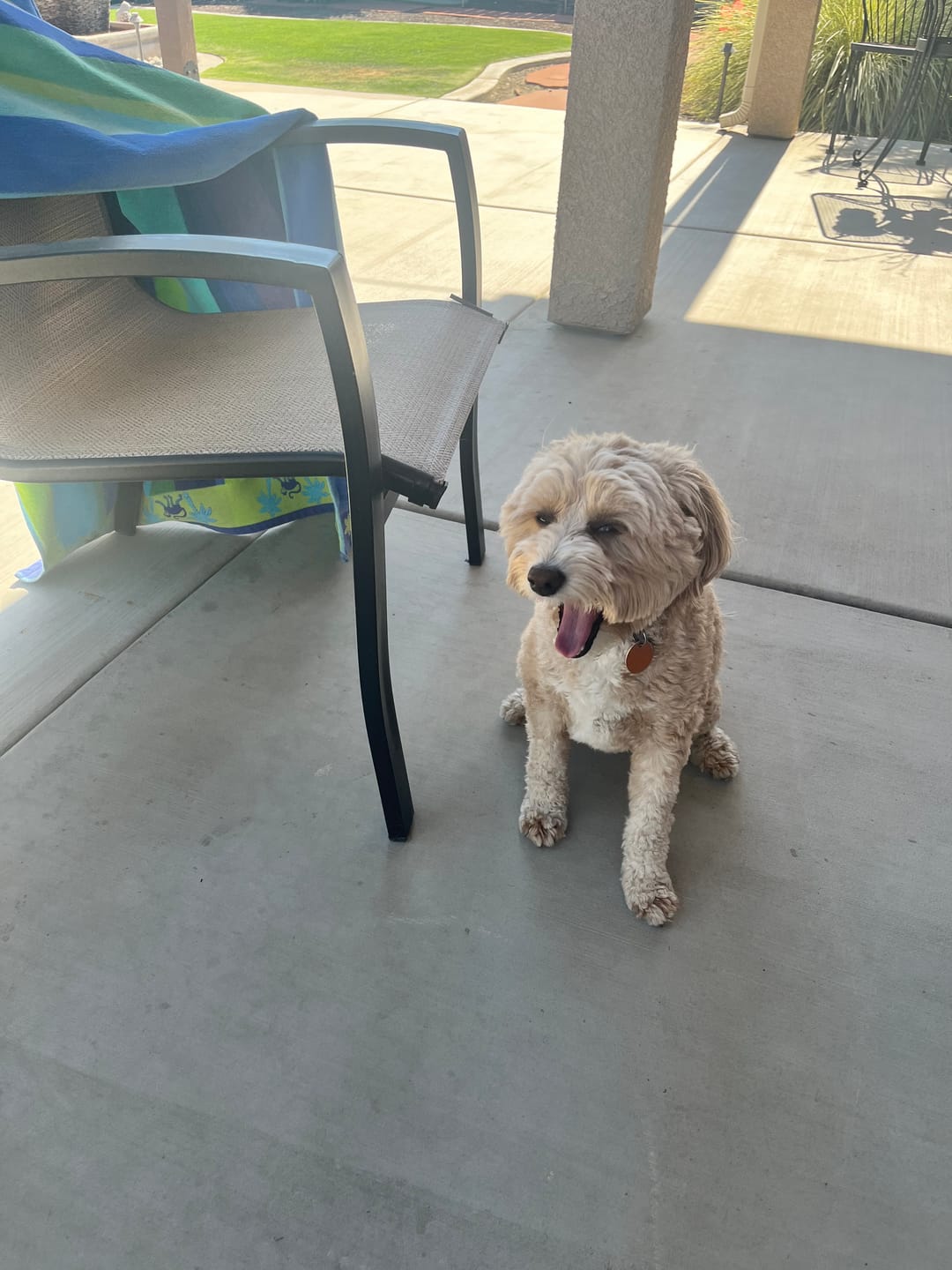 Customer photo review of FurLife™ - All Natural Flea & Tick Defense Chews for Dogs