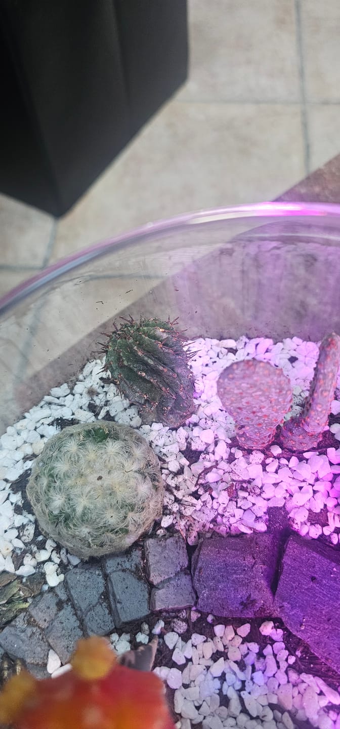 Customer photo review of Mammillaria Plumosa