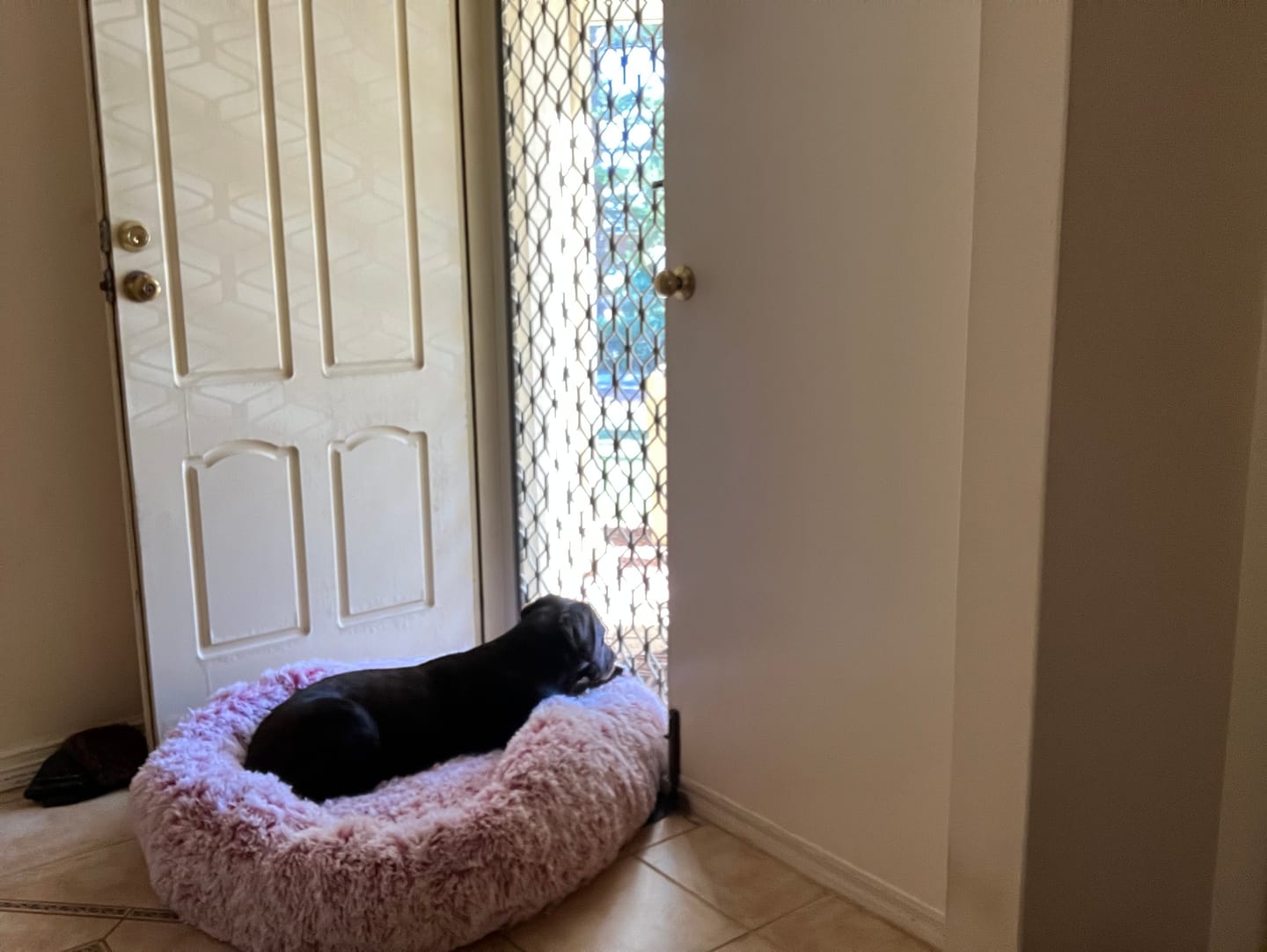 Customer photo review of Calming Pet Bed with Removable Cover