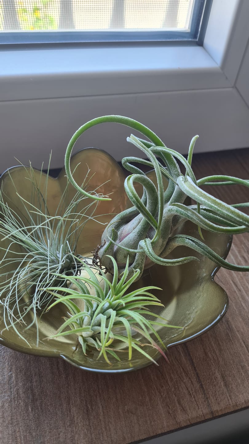 Customer photo review of Tillandsia caput medusae