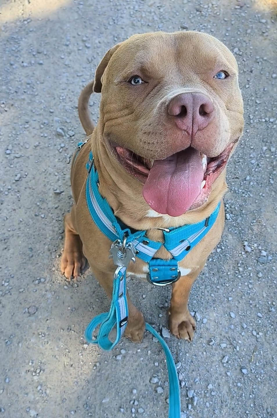 Customer photo review of Guard Leash Safe Ocean Blue - Väktarkoppel med handtag & reflex