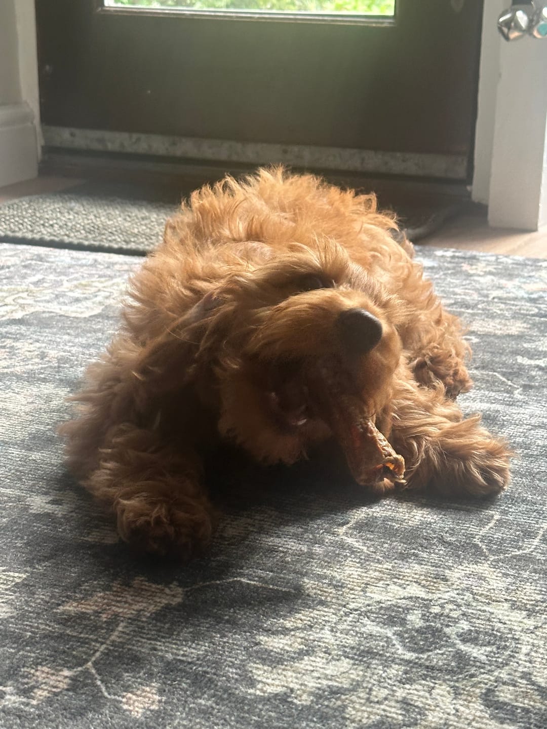 Customer photo review of Lamb Trachea (200g)