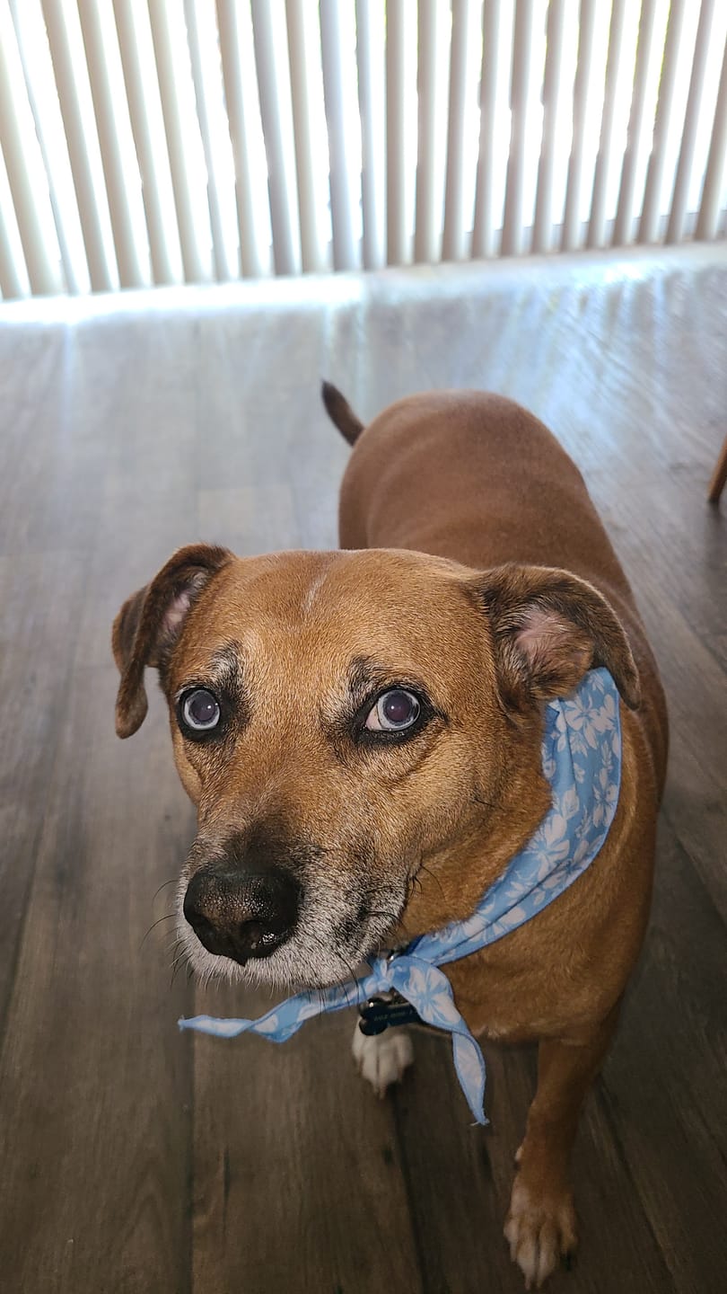 Customer photo review of Simparica TRIO - Triple Protection for Dogs in One Tasty Monthly Chew