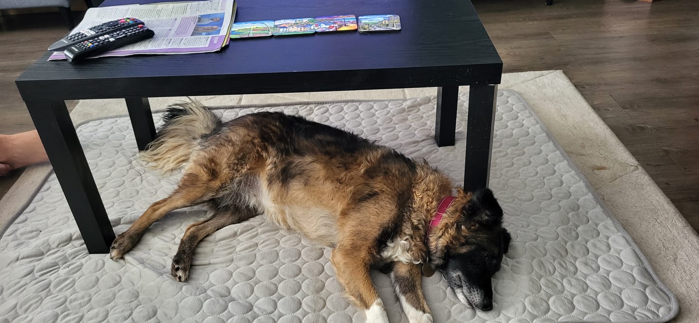Customer photo review of The Ultimate Cooling Pet Mat
