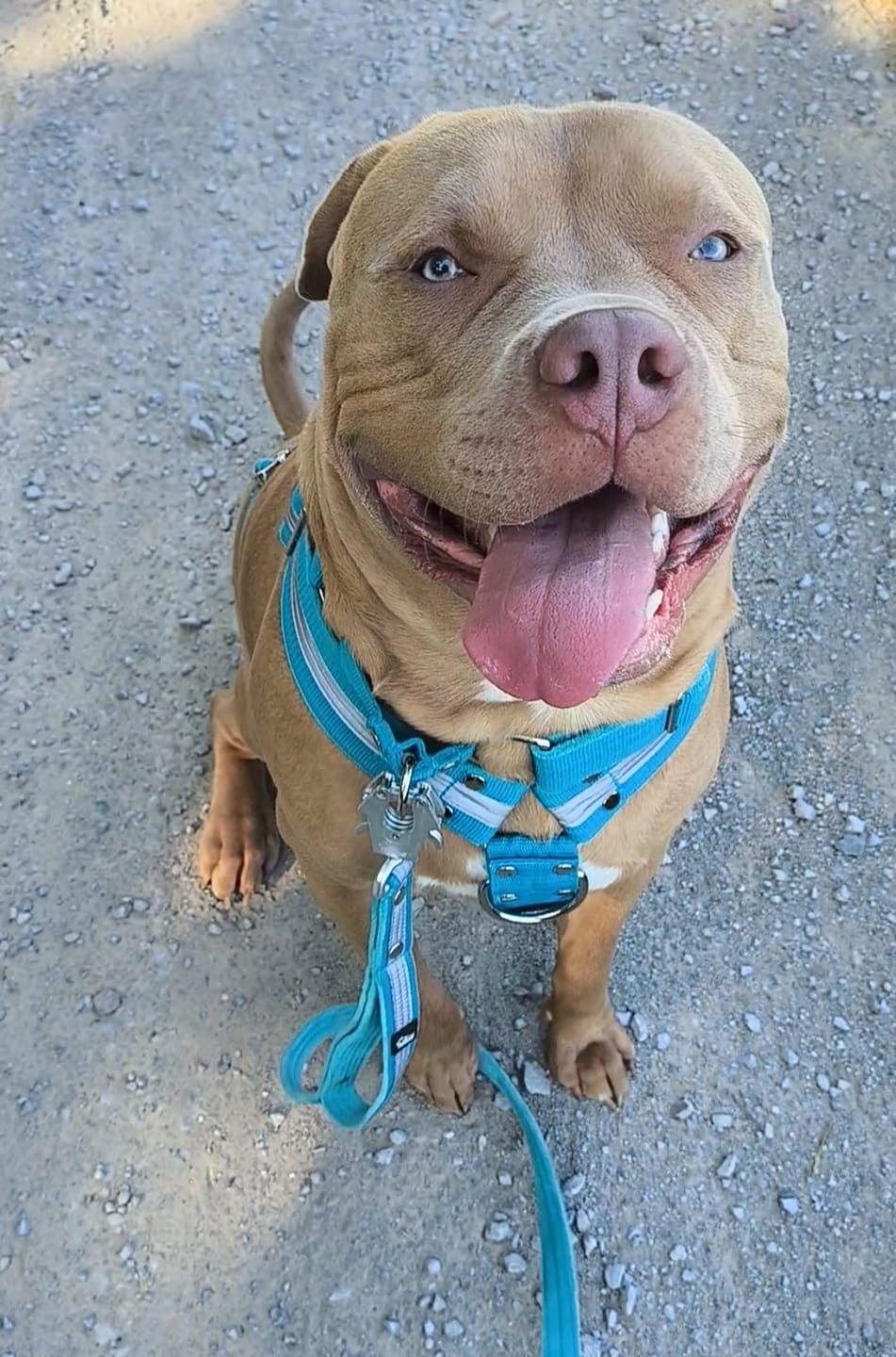 Customer photo review of Martingale Ocean Blue - Brett fodrat halsband halvstryp
