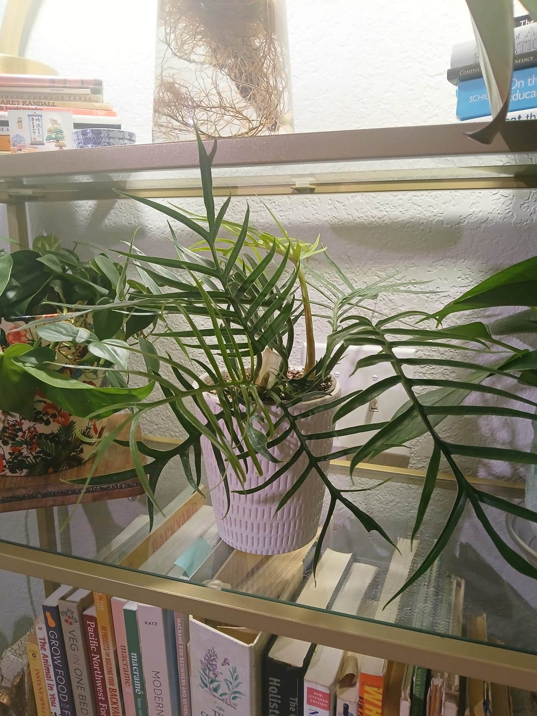Customer photo review of Philodendron tortum