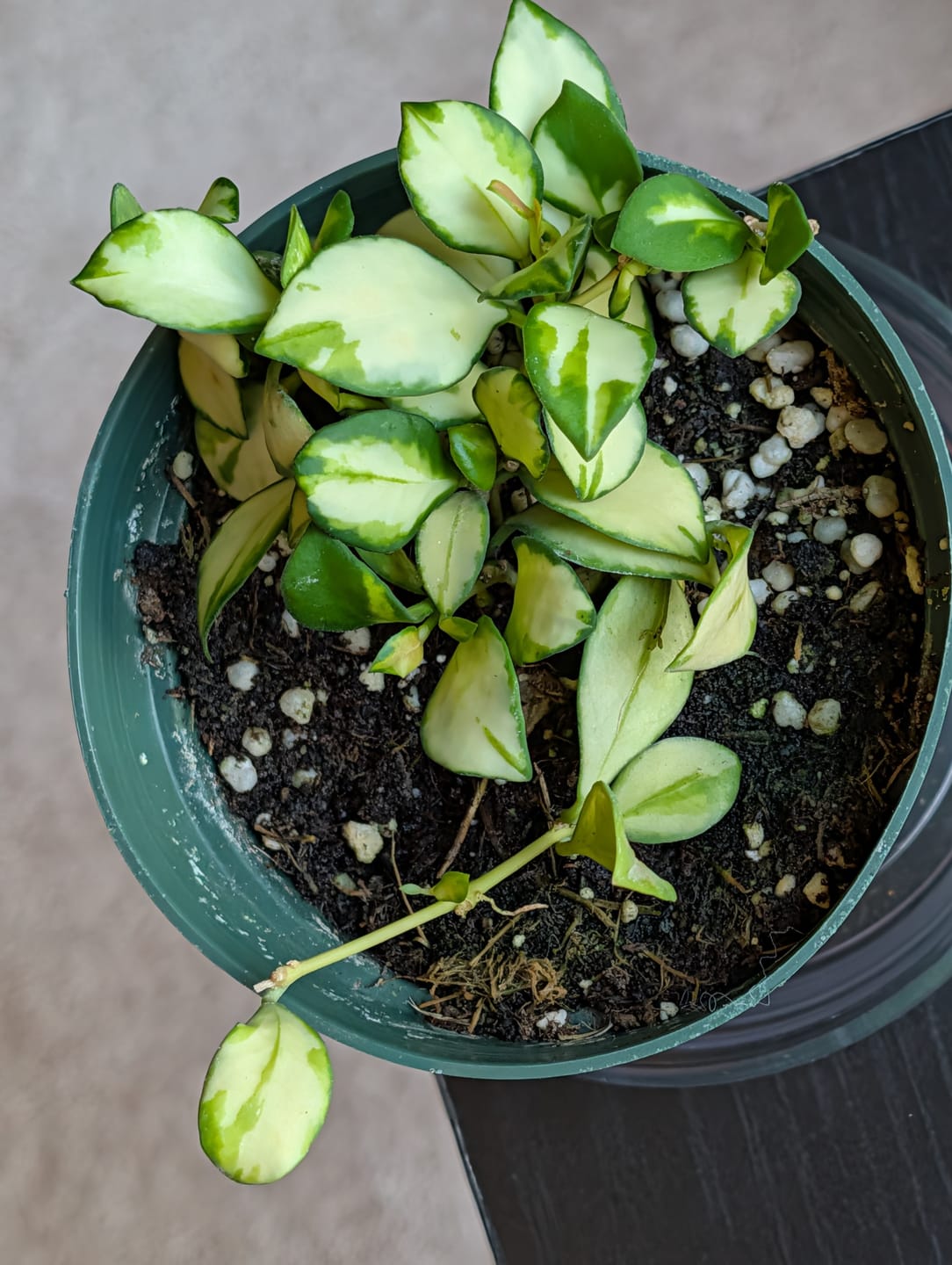 Customer photo review of Hoya heuschkeliana variegated