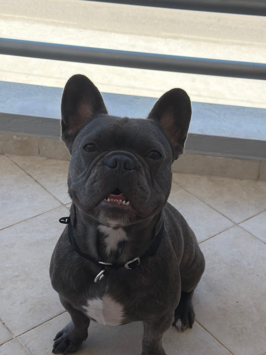 Customer photo review of Cushioned Martingale Collar - Black