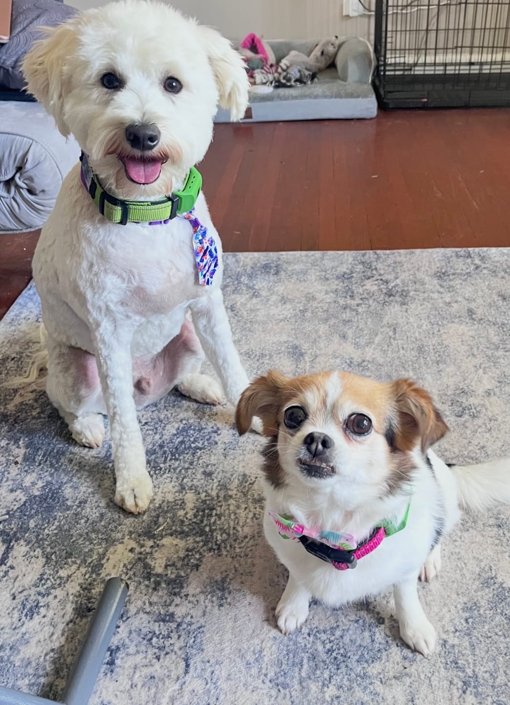 Customer photo review of FurLife™ - 12 Months All Natural Flea and Tick Tags for Dogs