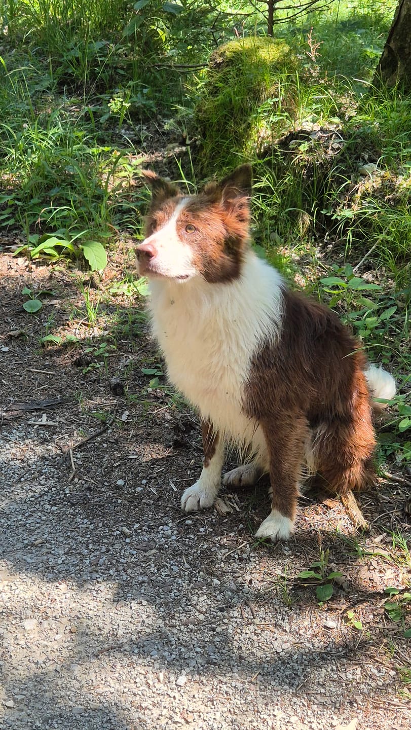 Customer photo review of PeppiPaste - Darmpower | Natürliche Darmpflege für Hunde | 220g