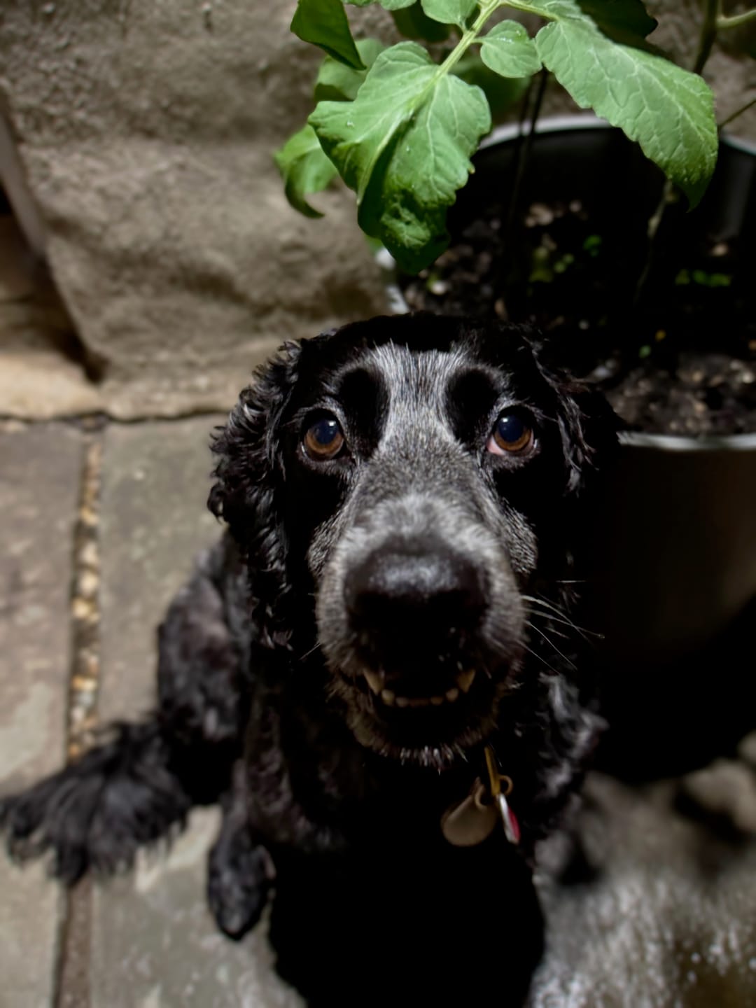Customer photo review of Iron Paws Daily Human-Grade Superfood For Dogs