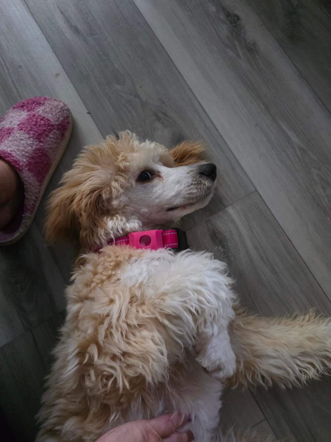 Customer photo review of FurLife™ 12 Months Flea and Tick Free