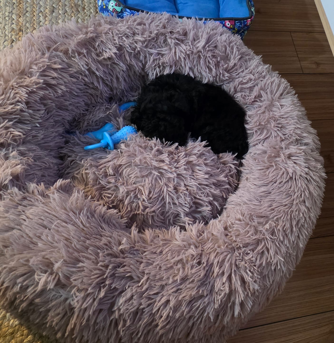 Customer photo review of Cama Anti-Estrés THE DOGS — Menos ansiedad, más descanso