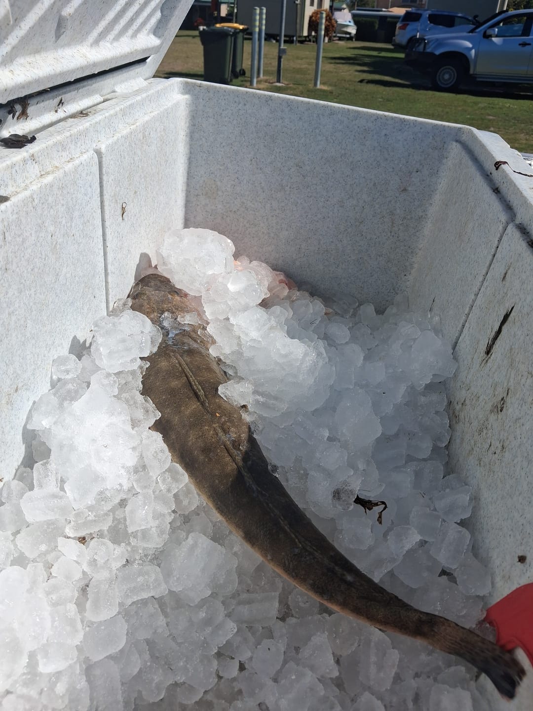 Customer photo review of ZBAD1 - Dead Lure Original