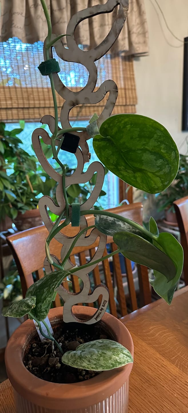 Customer photo review of Kora™ - Extendable Wooden Support for Climbing Houseplants