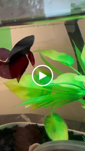 Customer video review of Dark Flame Hellfire Plakat Male Betta Fish | You Pick Fish | Exotic Betta