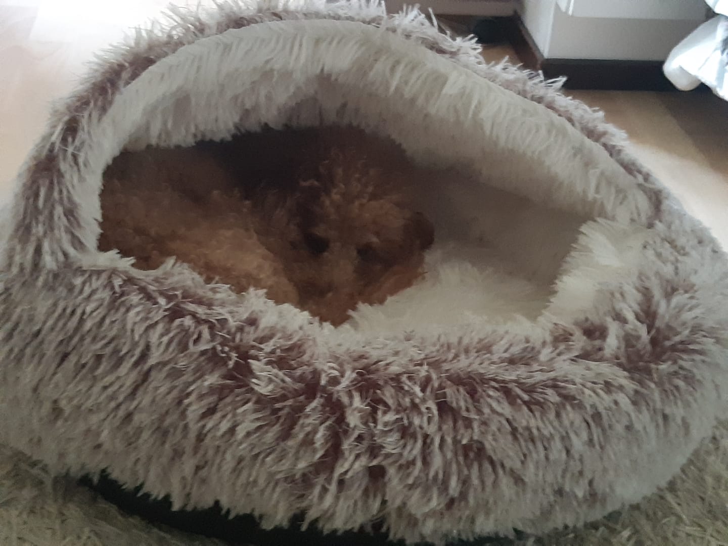 Customer photo review of CozyCave™ rauhoittava luolapeti koirille