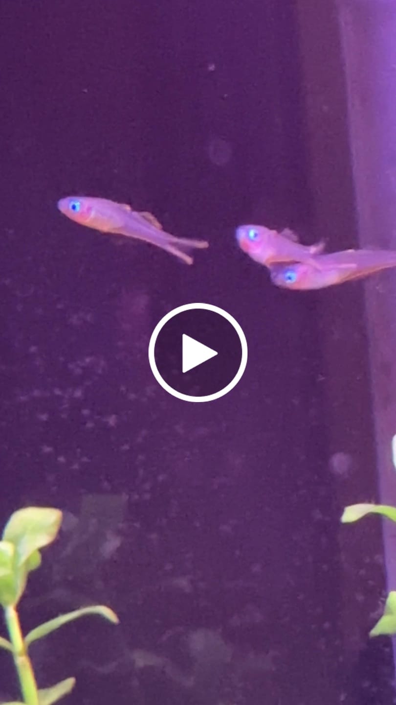 Customer video review of Forktail Rainbowfish "NEW"