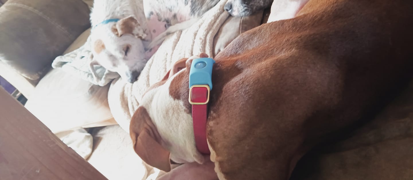 Customer photo review of FurLife™ 12 Months Flea and Tick Free