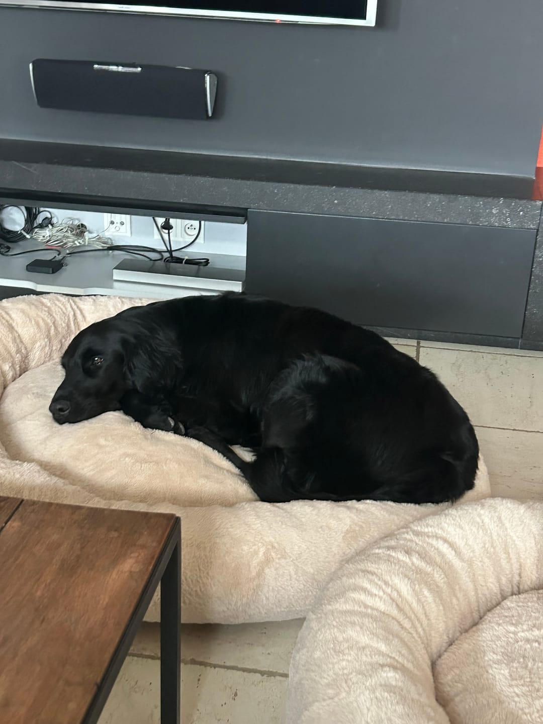 Customer photo review of Pet Perfect Orthopedische Donutmand