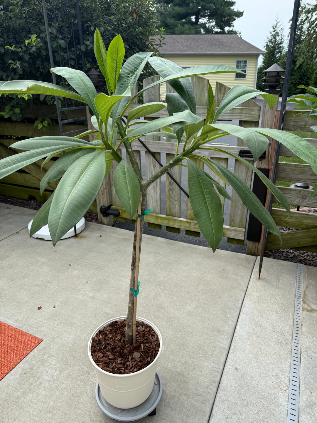 Customer photo review of Plumeria Rubra Yellow Orchid Flowering Tree