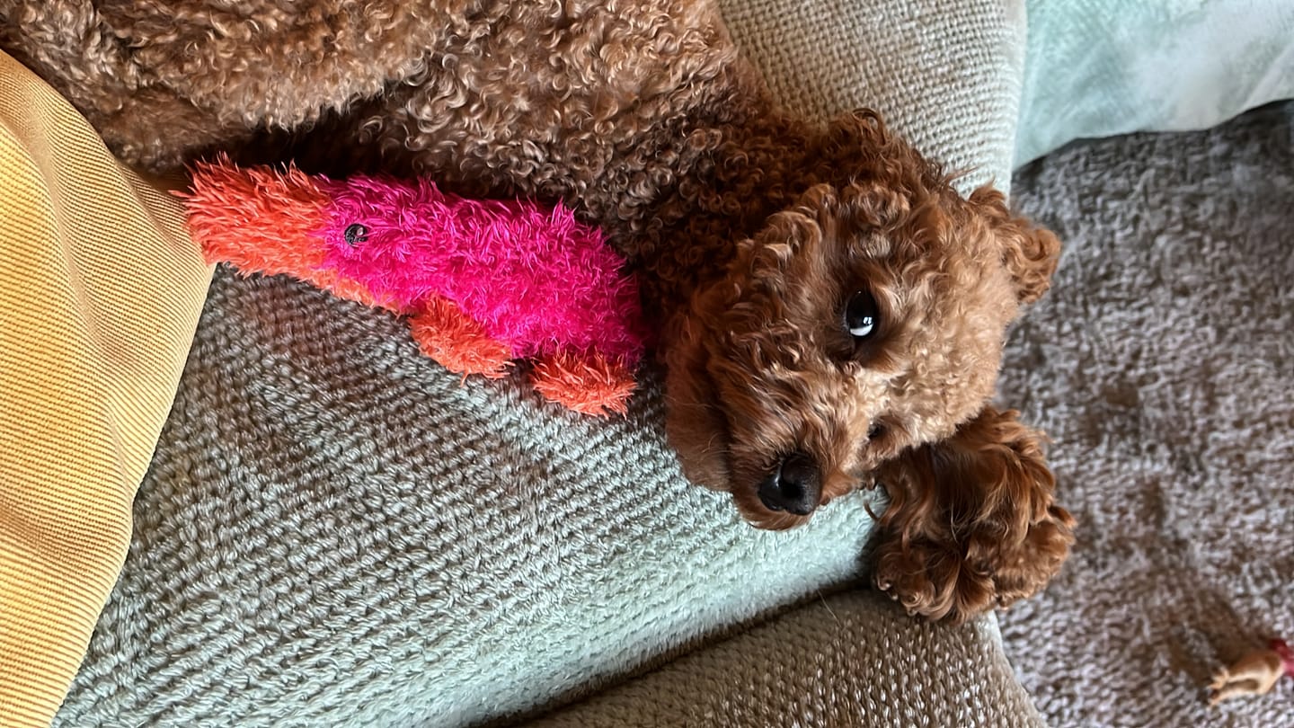 Customer photo review of Wurmtest Basic Hund