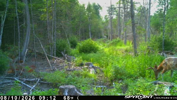 Customer photo review of Vis Series 270 Degree See Through Hunting Blind | Portable 2 3 4 Person Ground Blind | Camo Pop Up Deer Blind for Deer & Hunters
