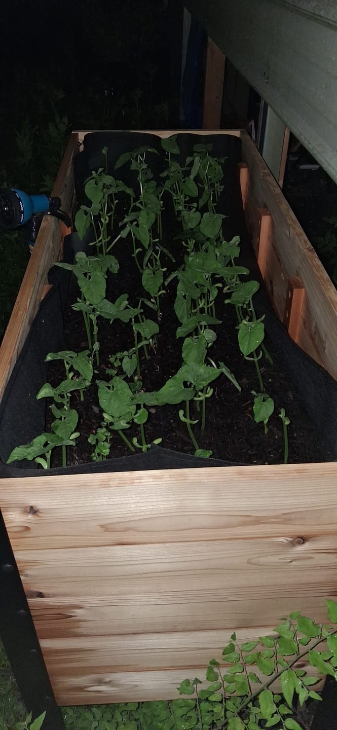 Customer photo review of 18″ x 48″ Deep Root Raised Garden Bed - 30″ TALL / Garden Grade