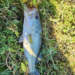 Customer photo review of [12Pcs] Rooster Tail Spinnerbaits Fishing Lures