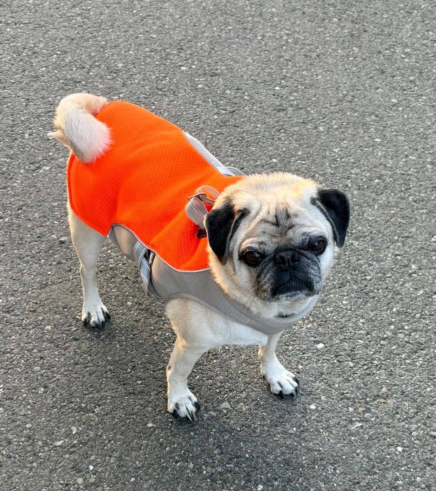 Customer photo review of Kühlweste für Hunde – atmungsaktiv & verstellbar