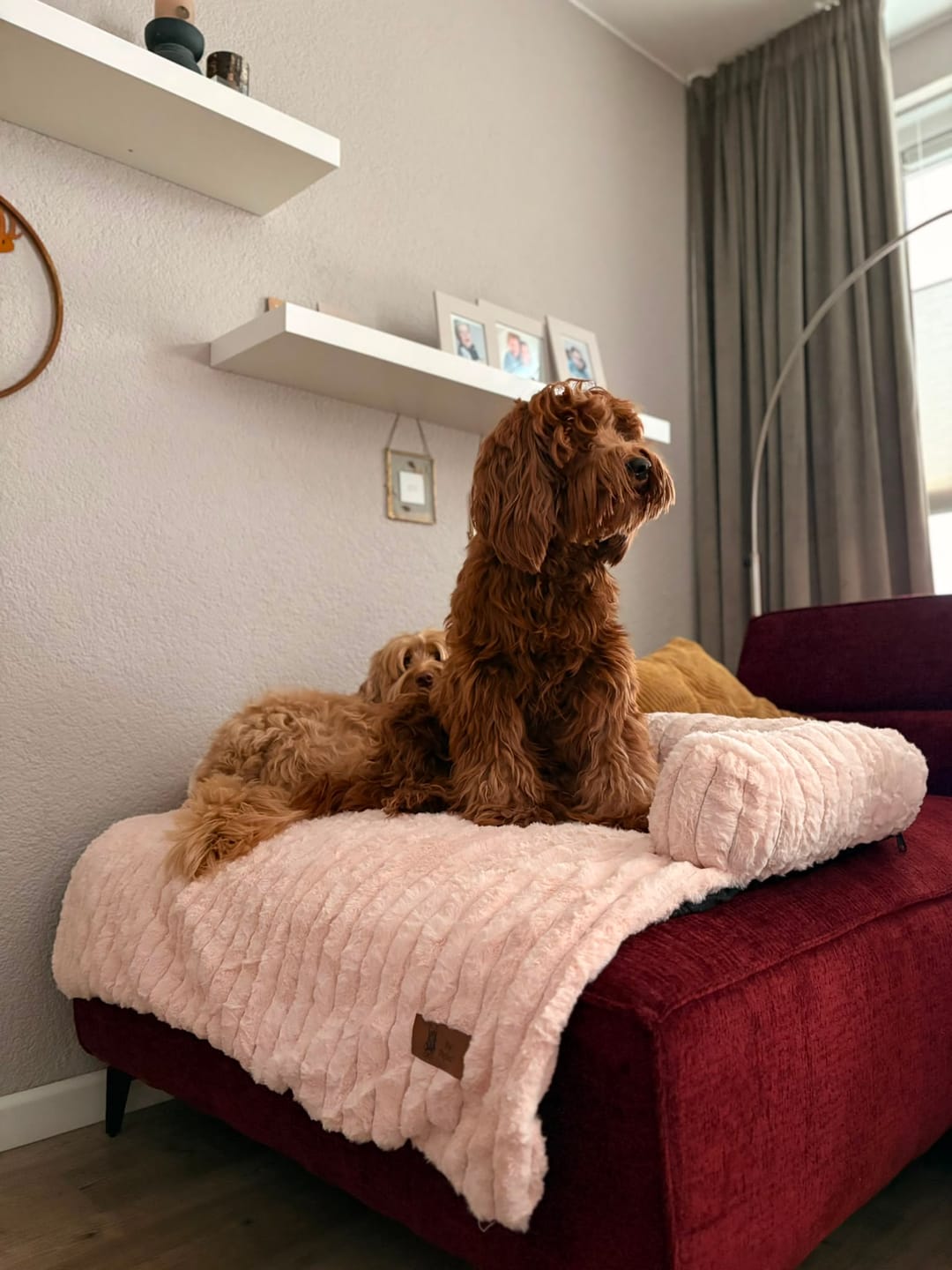 Customer photo review of Pet Perfect Luxe Bankbeschermer