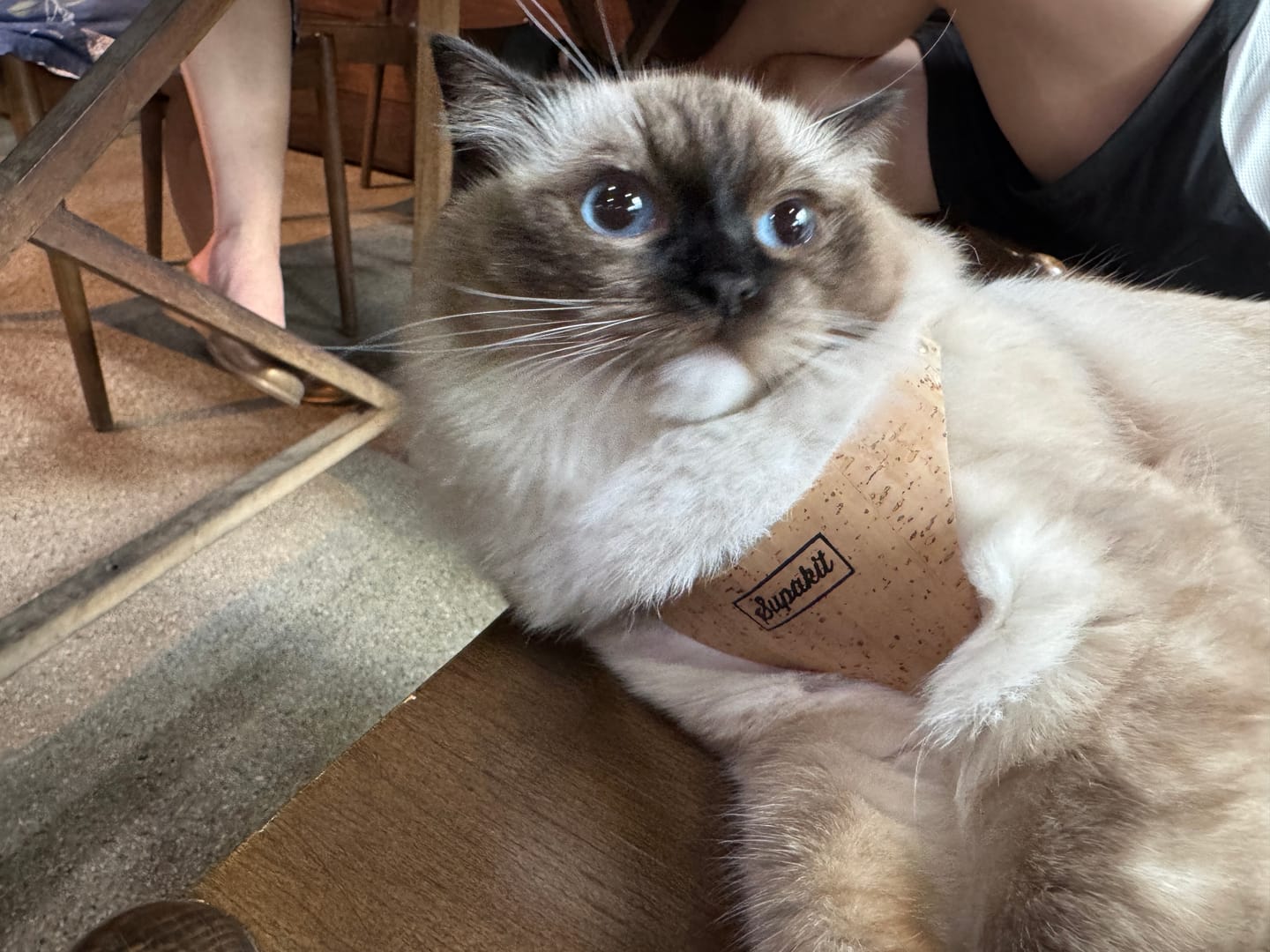 Customer photo review of The Supakit Cat Harness