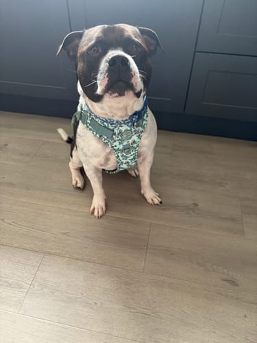 Customer photo review of Disney© Tough Trails™ Harness - Rex
