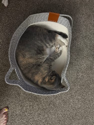 Customer's gray woven Instinct Basket holding a cat curled up inside.