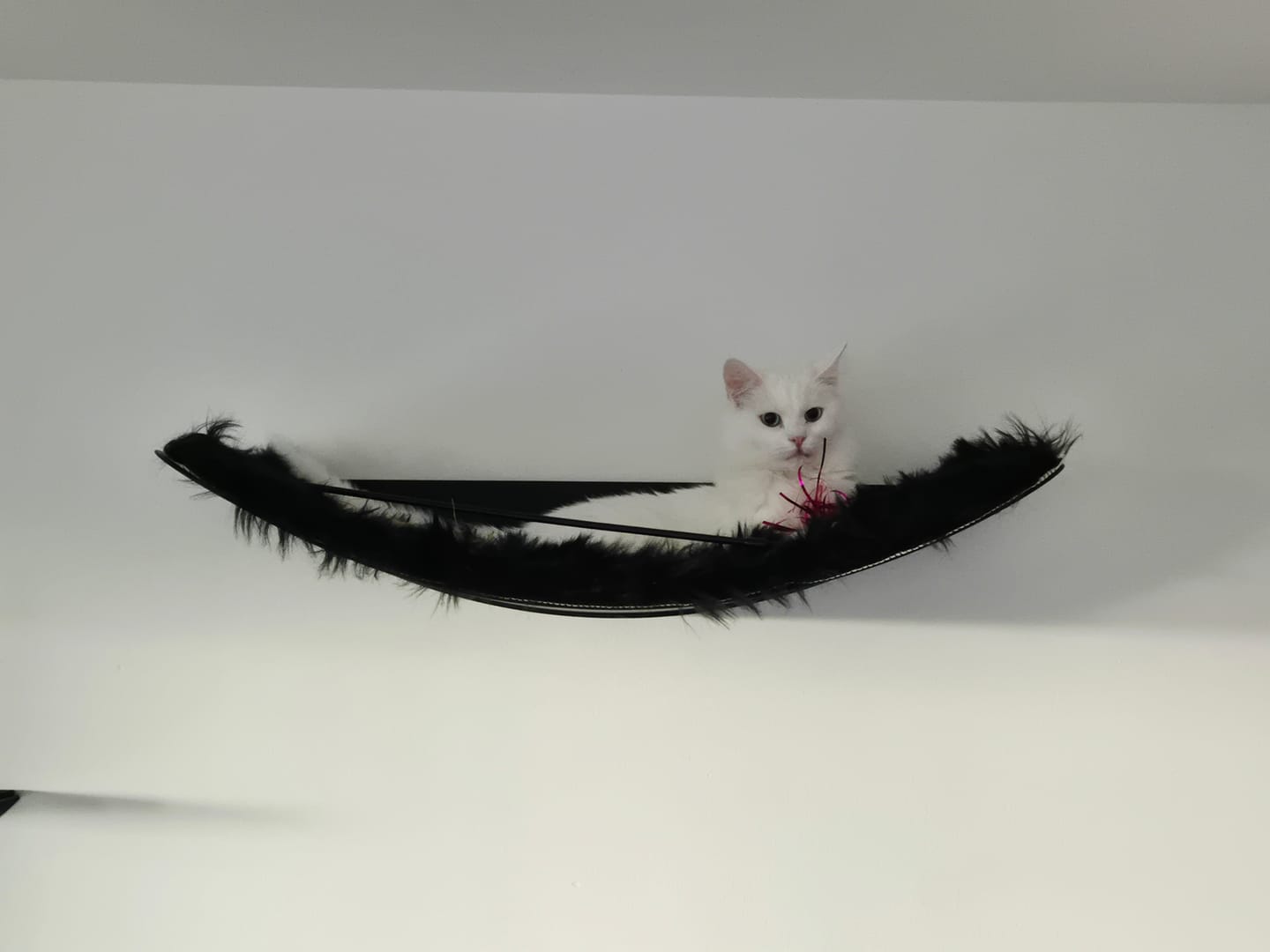 Customer photo review of STYA Katzen Kletterwand | Set Minimalist Hängematte XXL | Linie WL100