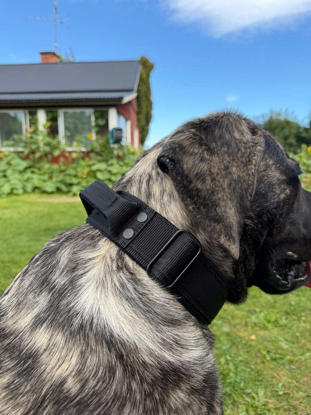 Customer photo review of Extreme Buckle Black Edition Svart - Starkt och säkert halsband