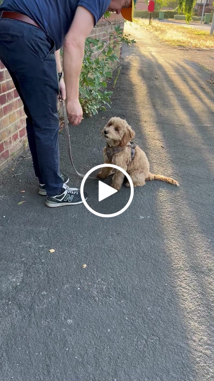 Customer video review of Dog Lead 5ft - Colour Drops - Heritage Plaid