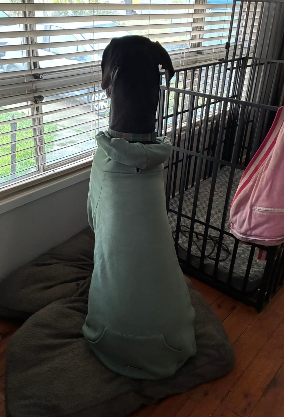 Customer photo review of Essential Dog Hoodie - Teal