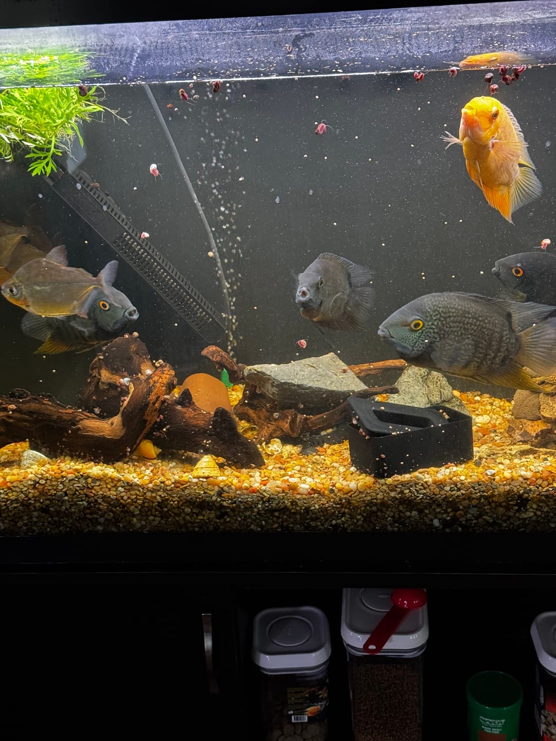 Customer photo review of Xtreme Big Fella Cichlid Food