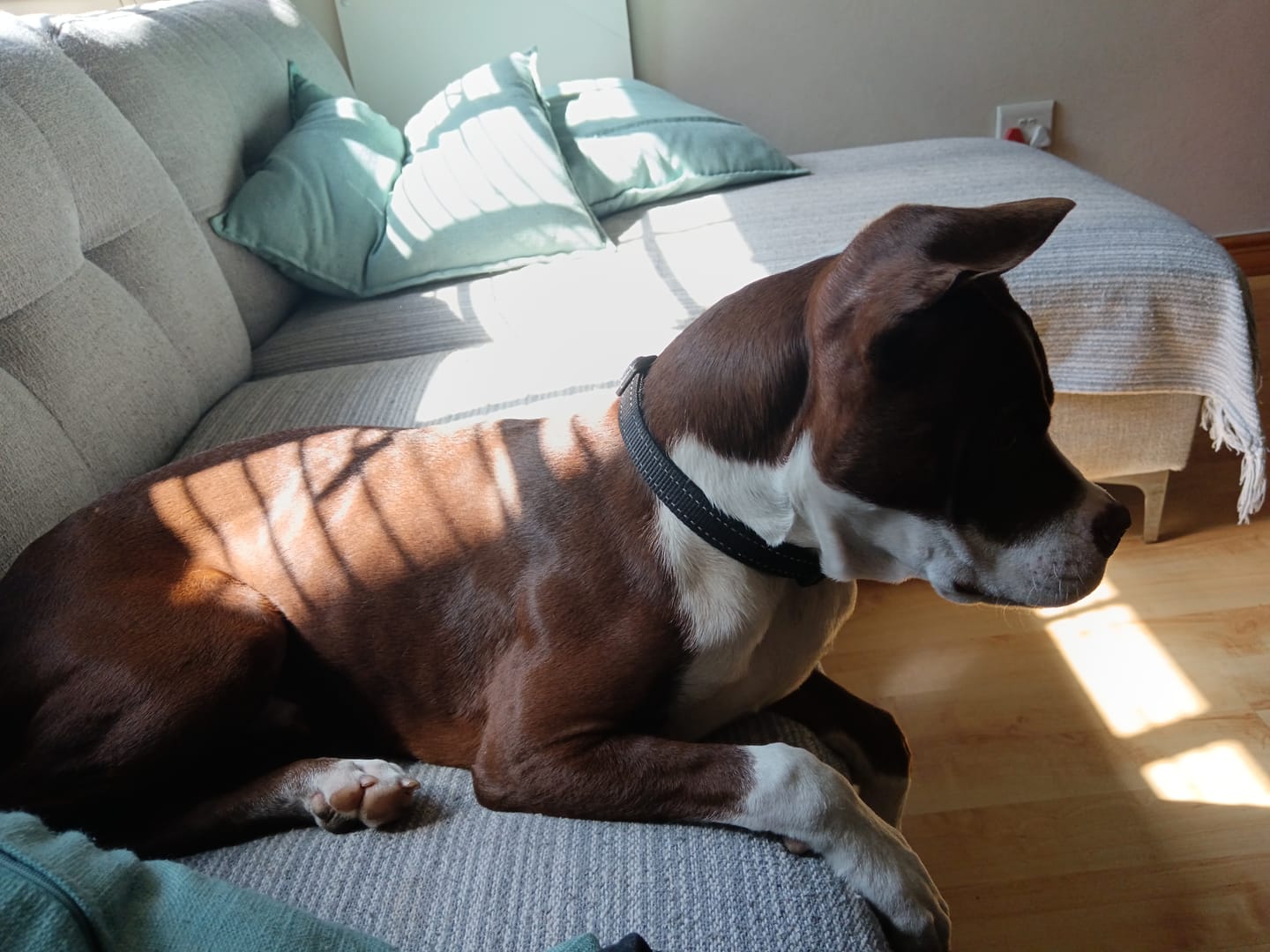 Customer photo review of Doggymin (Skin & Immunity Support For Dogs)